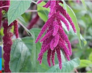 Padmavati Red Amaranth Vegetable Plant