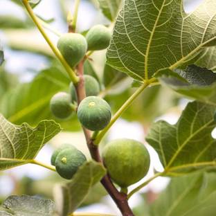 PLaNeTree Gular/Cluster Fig Plant