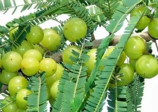ग्लोबलप्लांट्स आंवला का पौधा पौधा