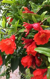 PLaNeTree Pomegranate Plant