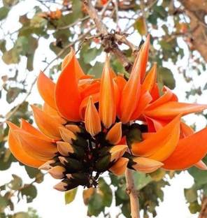 PLaNeTree पलाश पेड़ का पौधा पौधा