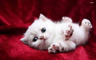 Cute Cat Poster Multi Color Photo Paper Print Poster Photographic Paper