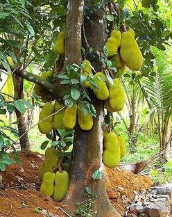 My Dream Nursery Jackfruit Plant Seed