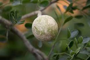EliteGreen Wood Apple Plant