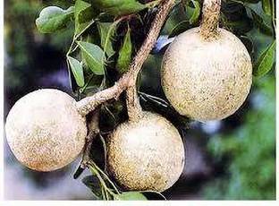 EliteGreen Wood Apple Plant