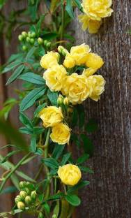 MIDNIGHT MORNING Rose Plant