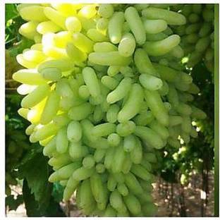 Ariya Grape Plant