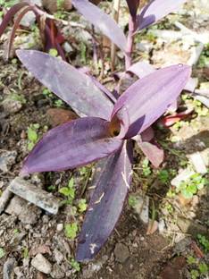 SANGEETS COLLECTION PURPLE HEART PLANT, ORNAMENTAL GARDEN PLANT Seed