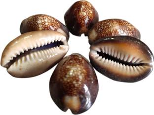 wiffo Brown Kaudi / Lal Kawdi / Black Kowdi / Laxmi Kaudi / Kali Cowry pack of 5 Decorative Showpiece  -  2 cm