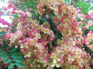 Cloud Farm Heart Leaf Oxycardium Plant