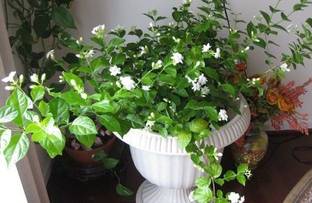 Haryalihub Mogra Flowering Plant