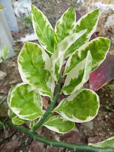 SANGEETS COLLECTION DEVILS BACKBONE PLANT, ORNAMENTAL GARDEN PLANT Seed