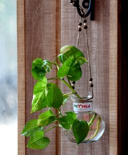 Namisha Round Glass Vase | For Money Plant, Lucky Bamboo Plant | with Jute Rope Hanging | Elagant Ball Shaped Vase | Flower Pot | Clear 12X10 Cm Glass Vase