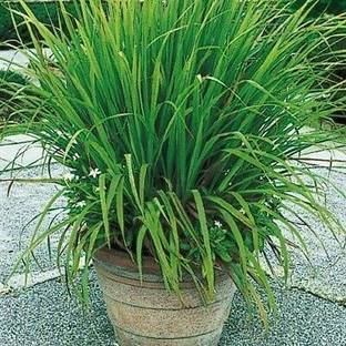 Ukaanda Lemon Grass Plant
