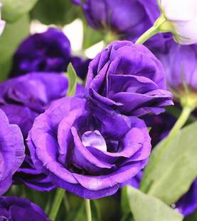 PB MANDRIA PLANT Rose Plant