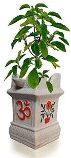 MircleGarden Tulsi Plant