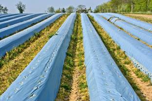 Agritec Agriculture Mulching Sheet/Paper 30 Micron/ 400 Meter Length- 4 Feet Width Garden Mulch