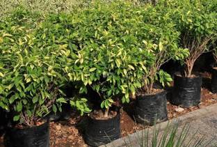 Farmplants Ficus Plant