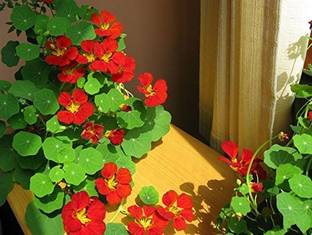 CYBEXIS Nasturtium Climbing Flower Seed Winter Kitchen Garden Seed