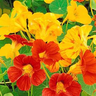 KANAYA Nasturtium Hybrid Flower Seed