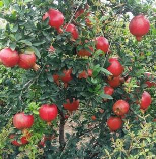 dalim Pomegranate Plant