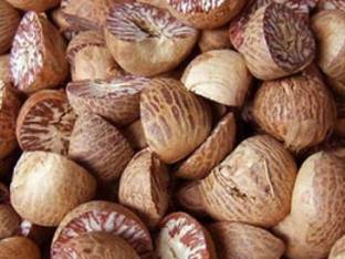 EliteGreen Betel Nut/Supari Plant