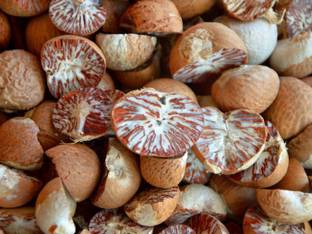 Ukanda Betel Nut/Supari Plant