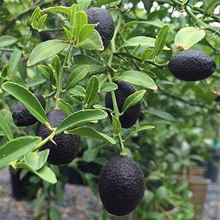 FasonGreen Lemon Plant