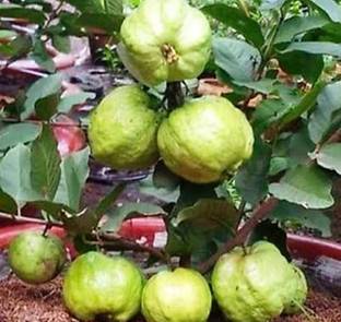 Vamsha Nature Care Guava Plant