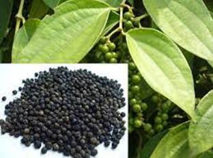 Golmorich Black Pepper Plant