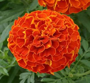 Nisargaa Marigold Orange Laddu Type Flower Seeds Seed