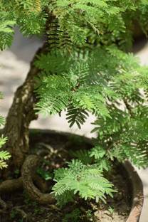 Click Tree Hub Shami/Jand Plant