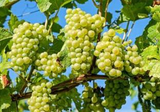 angur Grape Plant