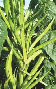 ROSEMERC Cluster beans/guar ( 50 per packet) Seed