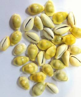 wiffo Yellow Kodi Lakshmi Cowrie Peelim Kawri Kodi Peeli Cowrie Laxmi Decorative Showpiece  -  2 cm
