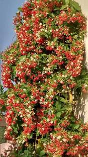 the green dotcom Madhumalti/Rangoon Creeper
