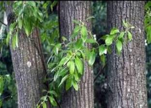 एलीट ग्रीन लाल चंदन का पौधा पौधा