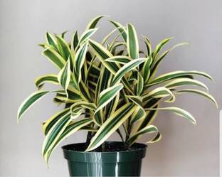 dracaena Song Of India Plant