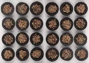 Sarvatr Pure Guggal Dhoop Cup Natural Sambrani Dhoop Cup (24 pc's) Guggul Dhoop