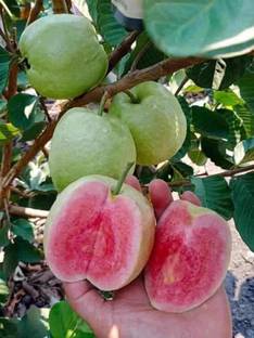 LaughEarth Guava Plant