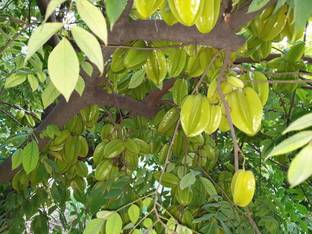 Kapebonavista Karmal Kamrakh Carambola Neermaruthu karamanga Jarul Seed