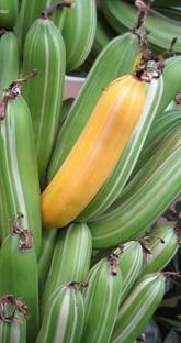 Beautiful Blooms Banana Plant