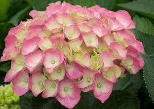 Queen Gulu Hydrangea Plant