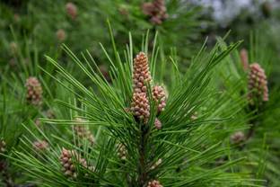 EliteGreen Christmas Tree Plant