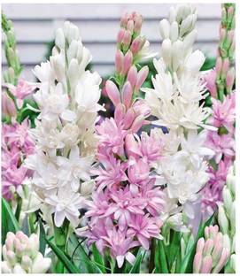 Variety House Rajnigandha Tuberose Flower Bulbs- Pack of 11 Bulbs Seed