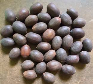 sharpvaishno KAMAL KATTA Seed