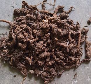 sharpvaishno TAGAR GANTH 100%PURE FOR HAWAN AND PUJA 100GM
