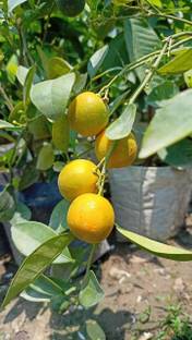 calamansi Lemon Plant