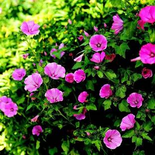 Padmavati Baby Sun Rose Plant