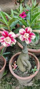 adenium Adenium Plant